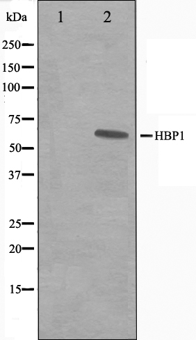 HBP1 Ab