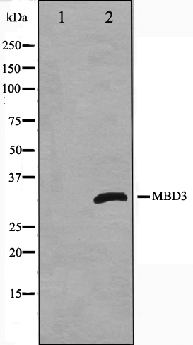 MBD3 Ab