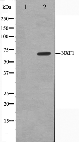 NXF1 Ab