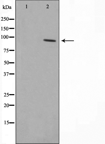 Hsp90 beta 1 Ab