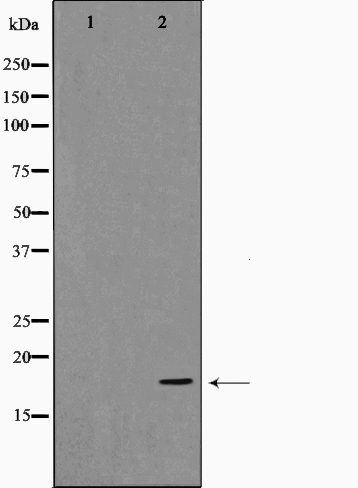 Cofilin 1/2 Ab