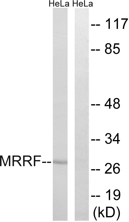 MRRF Ab