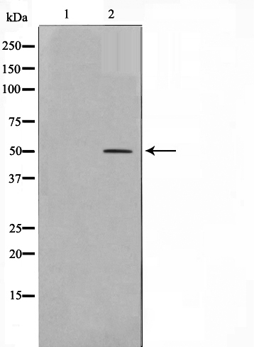 AKT1/3 Ab