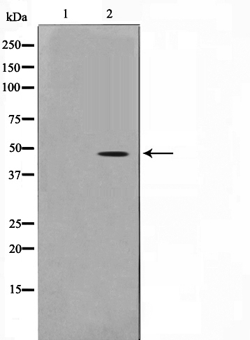 CtBP1 Ab