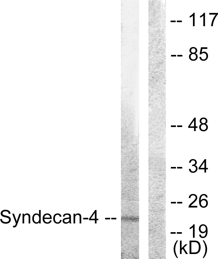 Syndecan 4 Ab