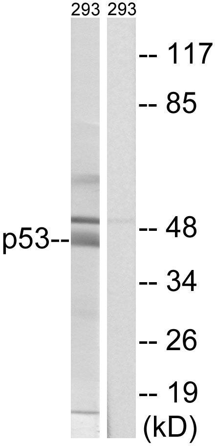 p53 Ab