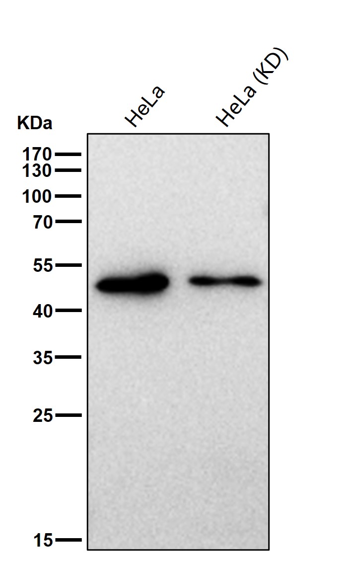 GSK 3 beta Ab