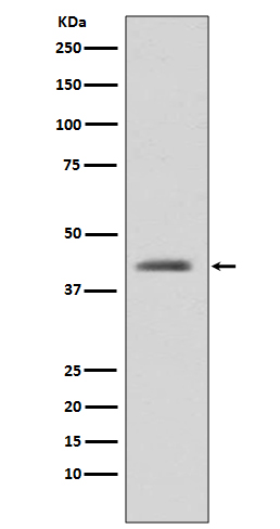 GSK 3 beta Ab