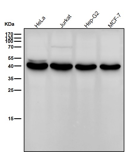 GSK 3 beta Ab