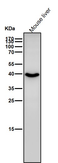 GSK 3 beta Ab