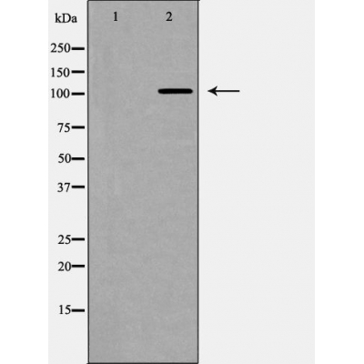 Cleaved-Notch 2 (R1733) Ab