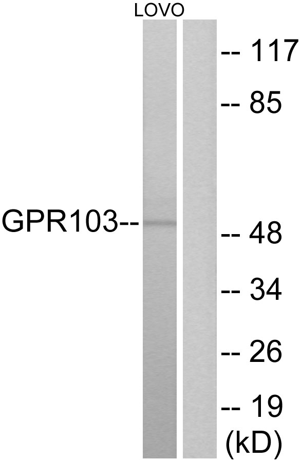 GPR103 Ab