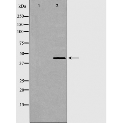 Aurora kinase A Ab