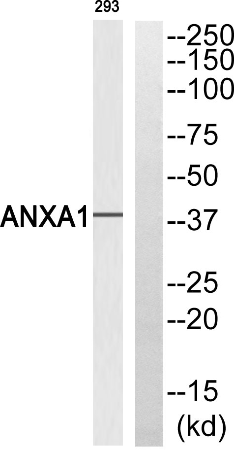 Annexin A1 Ab