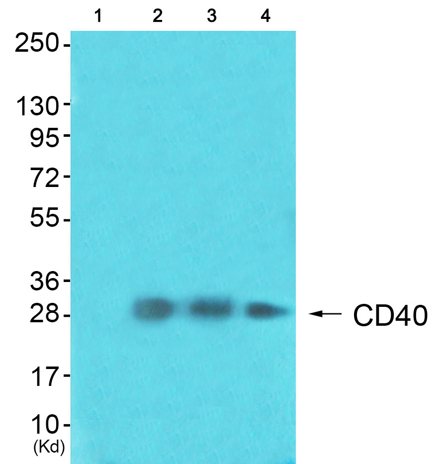 CD40 Ab