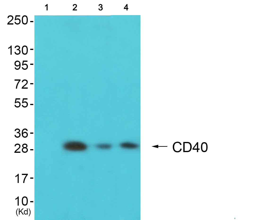 CD40 Ab