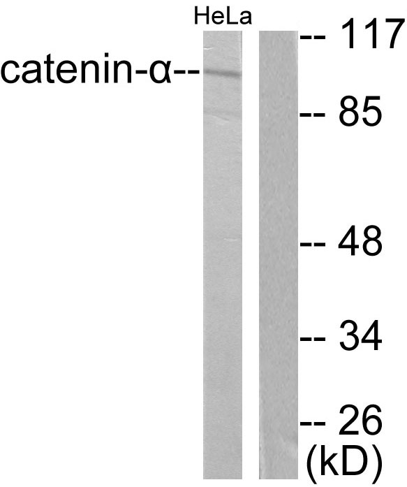 alpha Catenin Ab