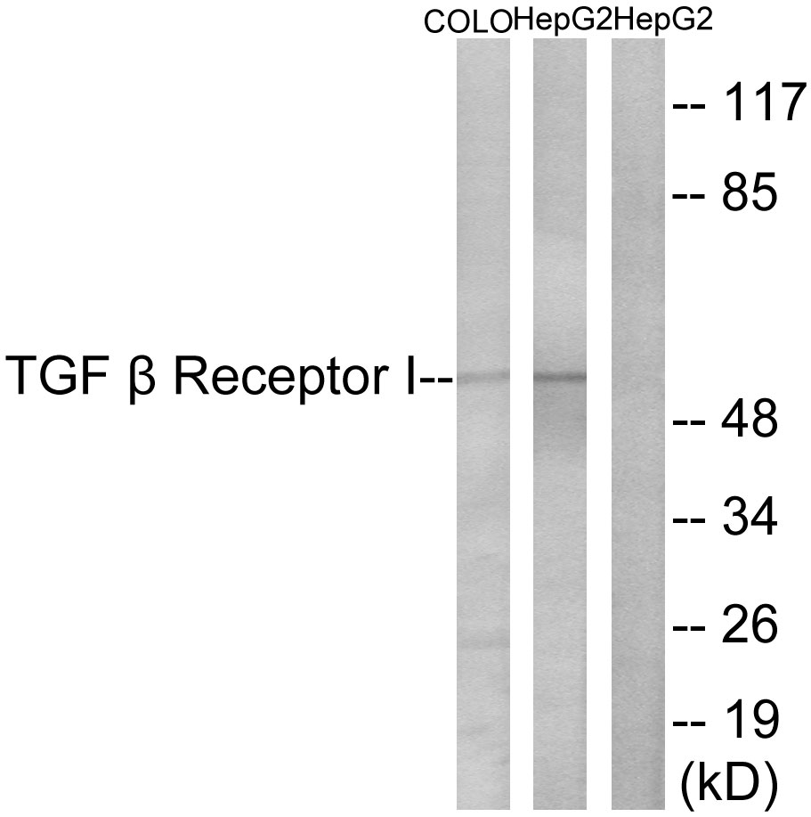 TGFR 1 Ab