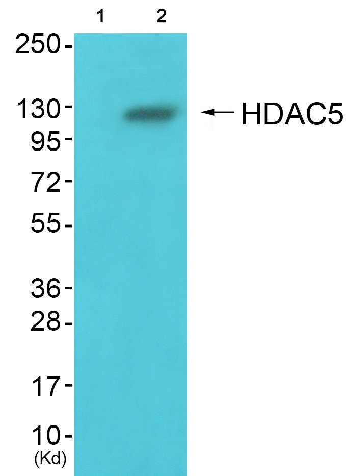 HDAC5 Ab