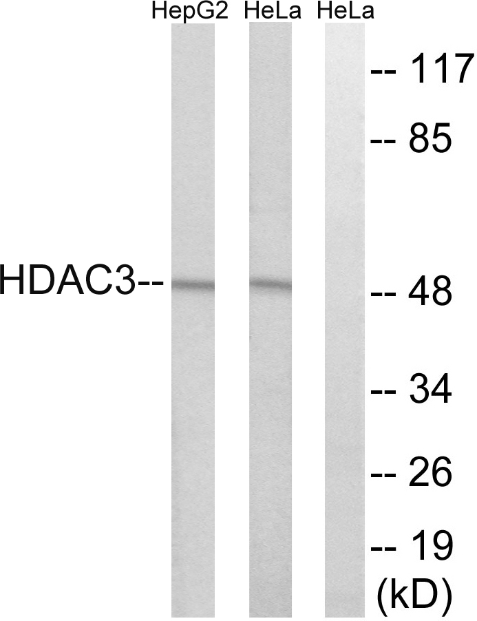 HDAC3 Ab