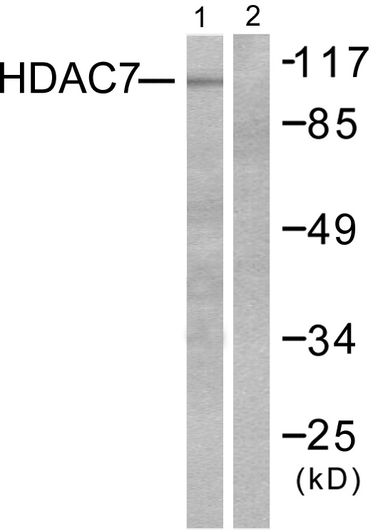 HDAC7 Ab