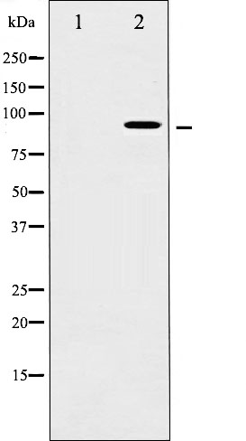 MSK1 Ab