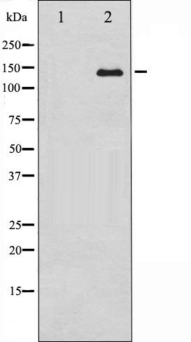 ABL1 Ab