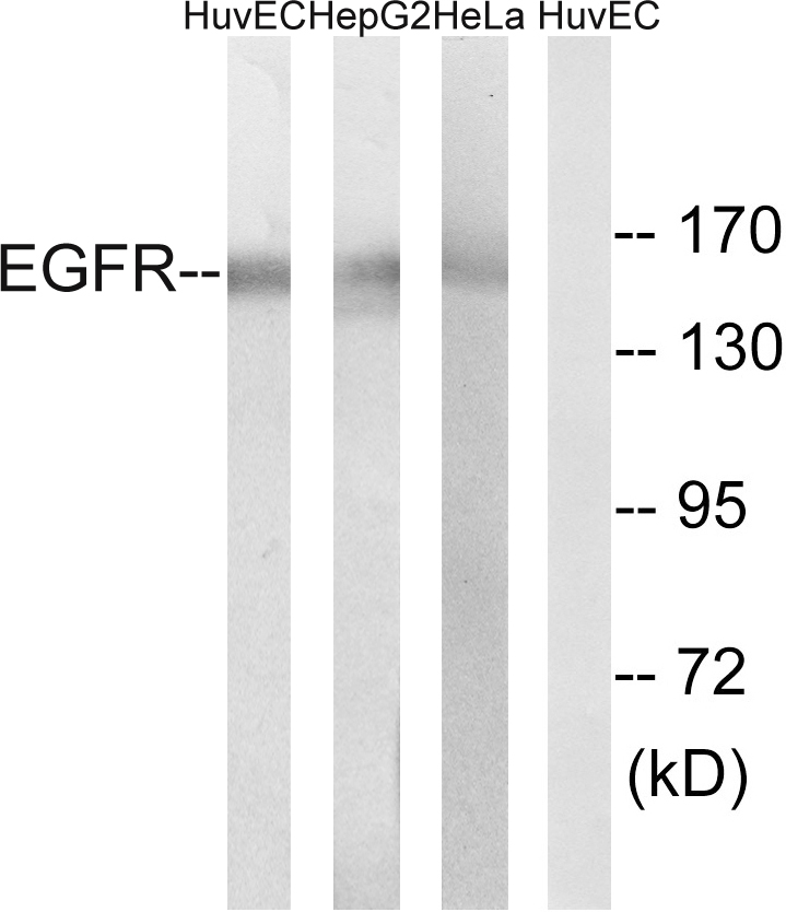 EGFR Ab