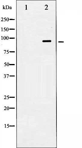 Hsp90 beta Ab