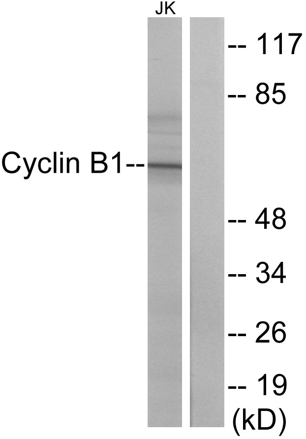 Cyclin B1 Ab