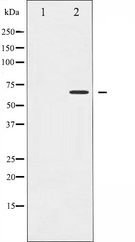 CD19 Ab