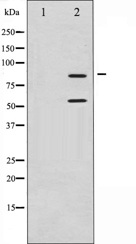 PI3 Kinase p85 alpha/gamma Ab