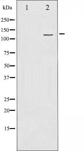 Cadherin 5 Ab