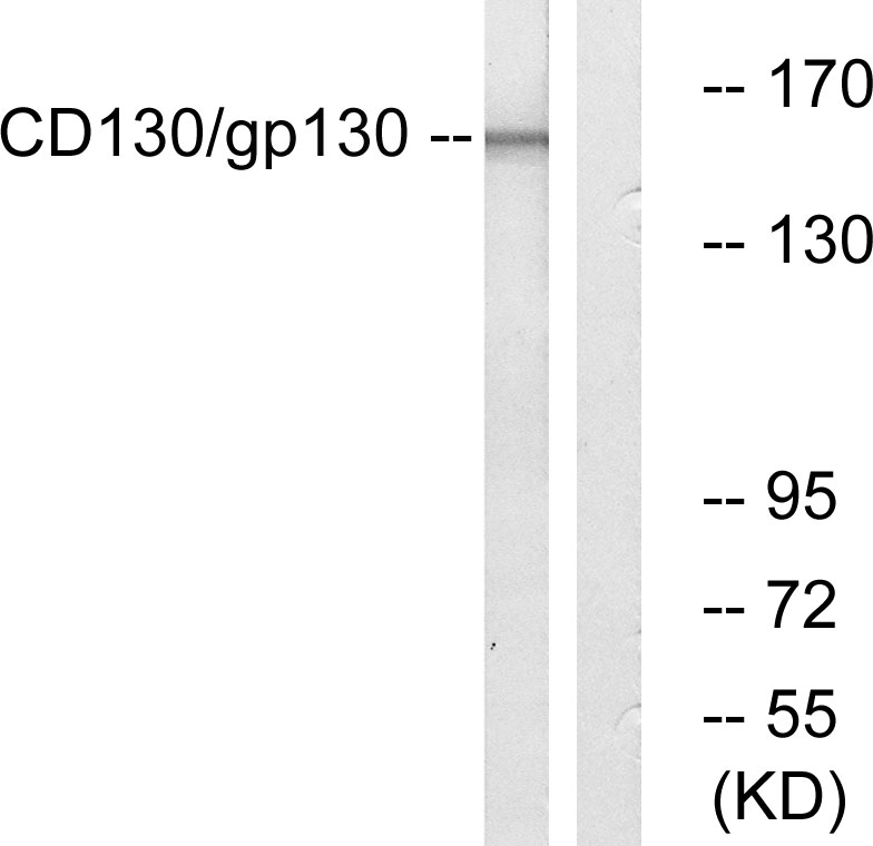 IL 6 receptor beta Ab