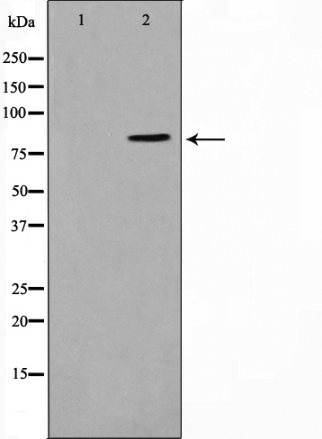 STAT1 Ab