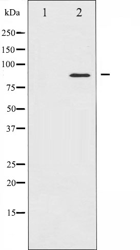 STAT5A Ab