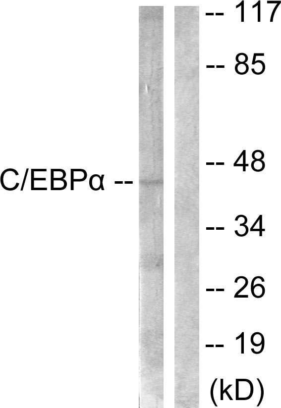 CEBP alpha Ab