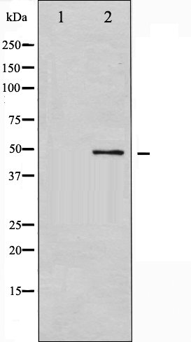 GSK 3 alpha Ab