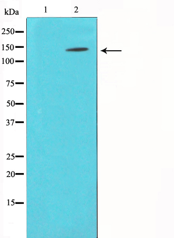 BCAR1 Ab