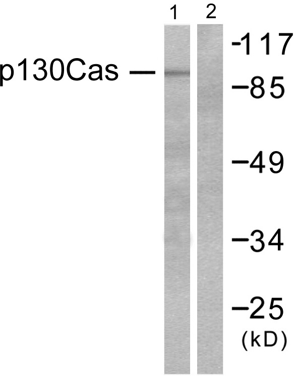 BCAR1 Ab