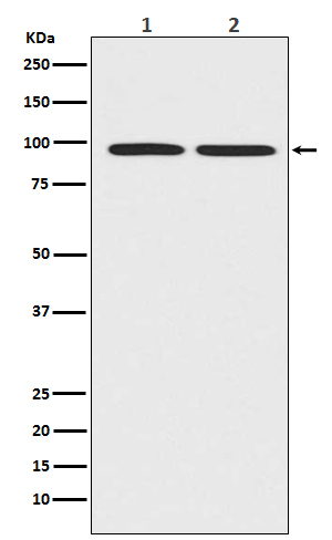 beta Catenin Ab