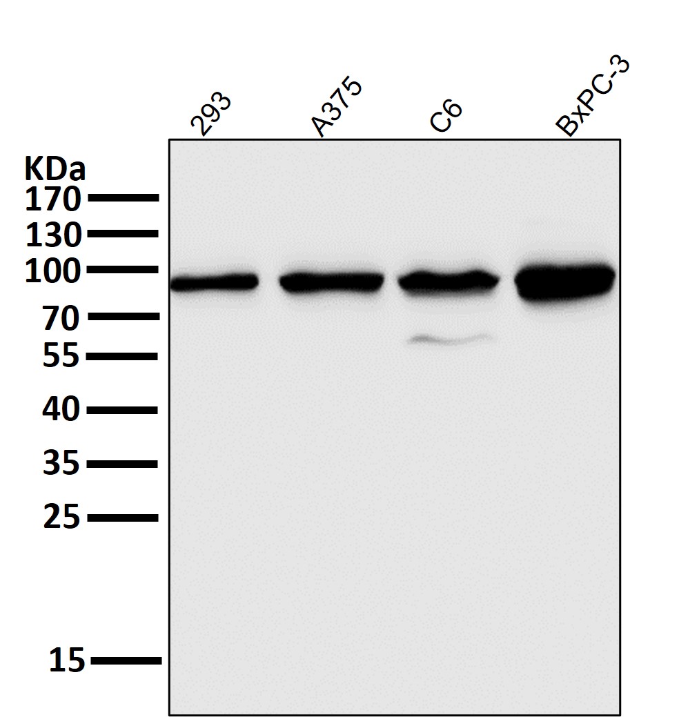 beta Catenin Ab