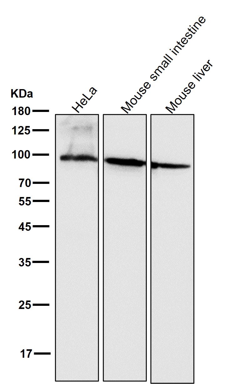 beta Catenin Ab