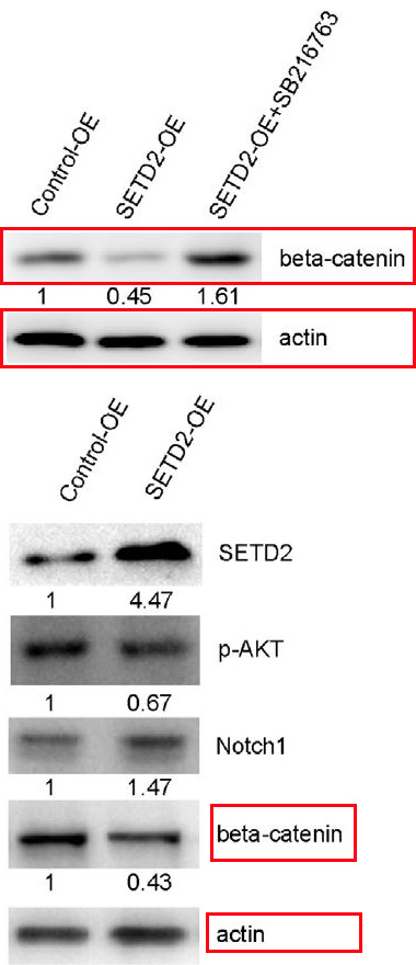 beta Catenin Ab