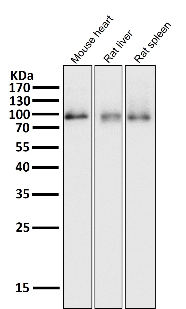 beta Catenin Ab