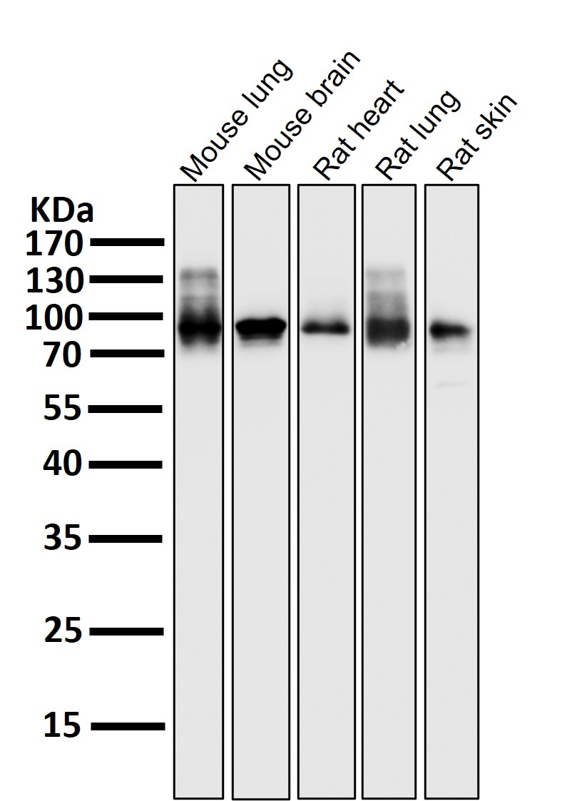 beta Catenin Ab