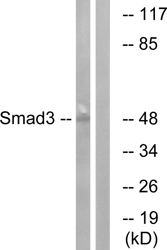 SMAD3 Ab