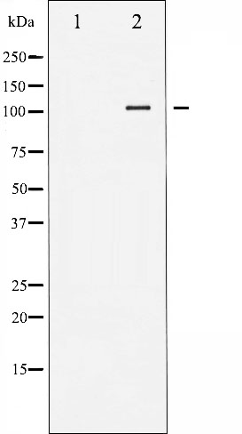 Focal adhesion kinase 1 Ab