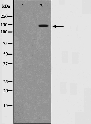 SMC1 alpha Ab