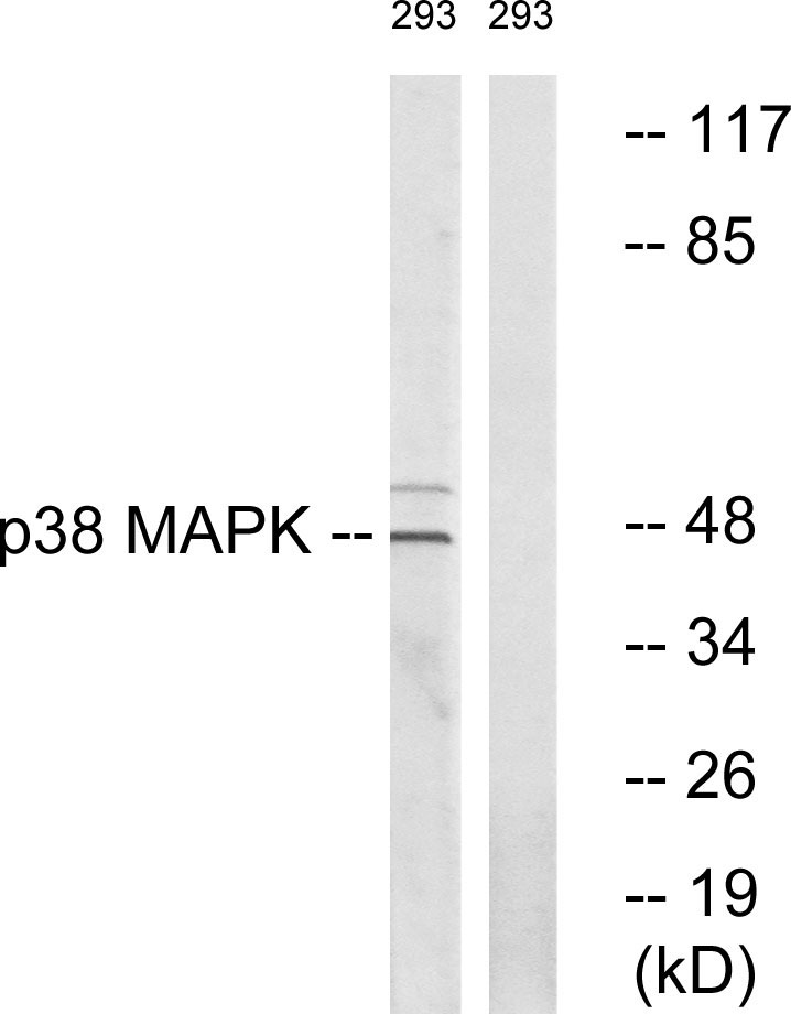 p38 MAPK Ab